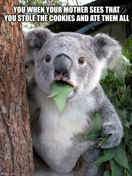 cookies | YOU WHEN YOUR MOTHER SEES THAT YOU STOLE THE COOKIES AND ATE THEM ALL | image tagged in memes,surprised koala | made w/ Imgflip meme maker
