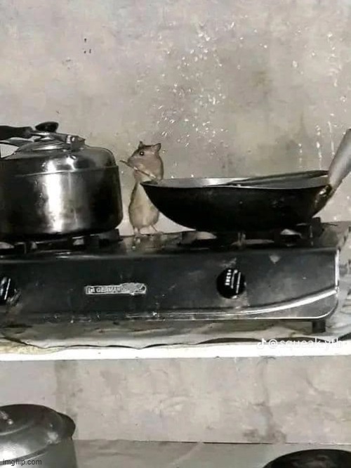 rat cooking | image tagged in awesome | made w/ Imgflip meme maker