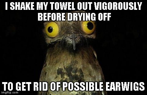 Weird Stuff I Do Potoo | I SHAKE MY TOWEL OUT VIGOROUSLY BEFORE DRYING OFF TO GET RID OF POSSIBLE EARWIGS | image tagged in memes,weird stuff i do potoo,AdviceAnimals | made w/ Imgflip meme maker