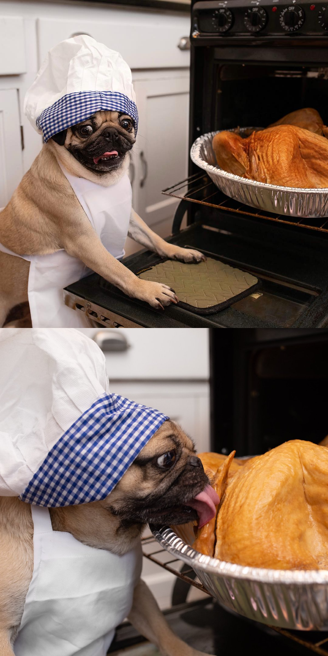 High Quality pug chef Blank Meme Template