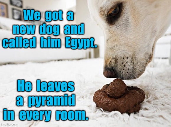 Our new dog | We  got  a  new  dog  and  called  him  Egypt. He  leaves  a  pyramid  in  every  room. | image tagged in new dog,we called him egypt,a pyramid in room,fun | made w/ Imgflip meme maker
