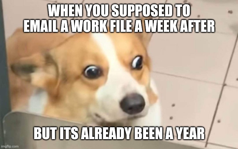 confused doggo | WHEN YOU SUPPOSED TO EMAIL A WORK FILE A WEEK AFTER; BUT ITS ALREADY BEEN A YEAR | image tagged in work,email | made w/ Imgflip meme maker