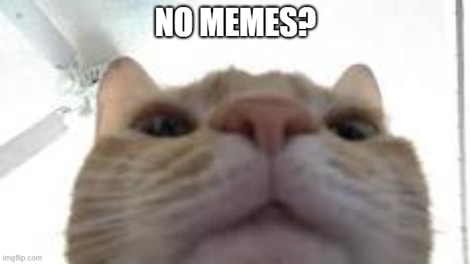 cat staring at camera | NO MEMES? | image tagged in cat staring at camera | made w/ Imgflip meme maker