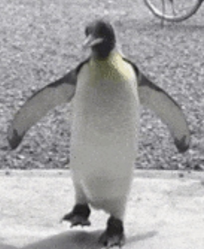 High Quality Penguin ? Blank Meme Template