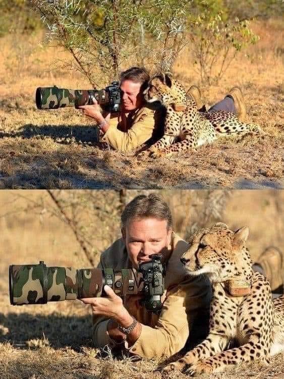 Photographer with cheetah Blank Meme Template