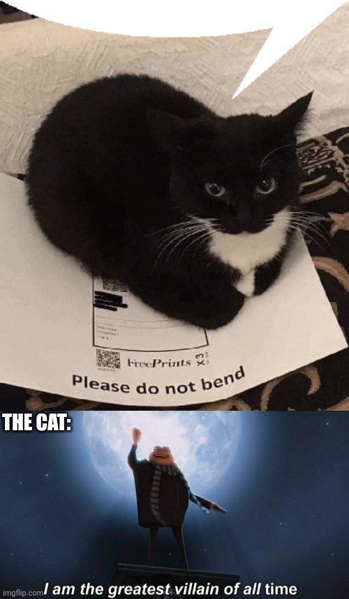 Dumb Meme #78 | THE CAT: | image tagged in i am the greatest villain of all time | made w/ Imgflip meme maker