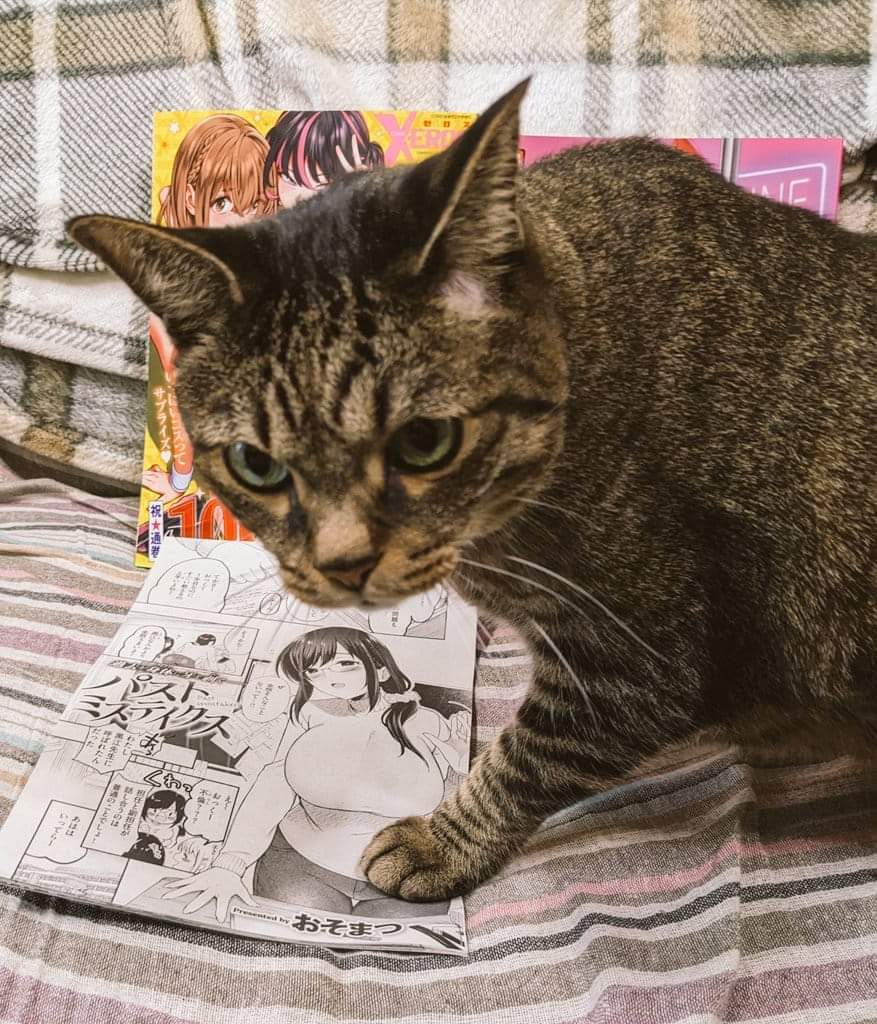 High Quality Cat with Doujinshi Blank Meme Template