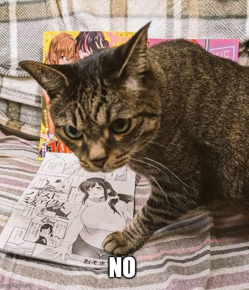 Cat with Doujinshi | NO | image tagged in cat with doujinshi | made w/ Imgflip meme maker