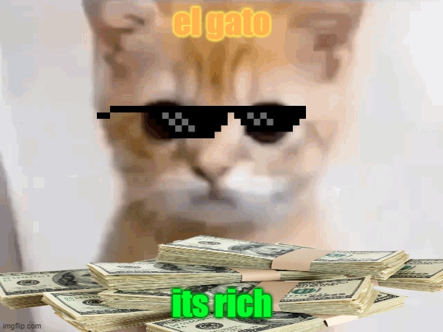 Gato meme - Imgflip