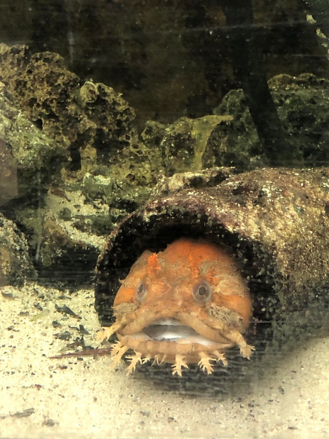 High Quality Toadfish Blank Meme Template