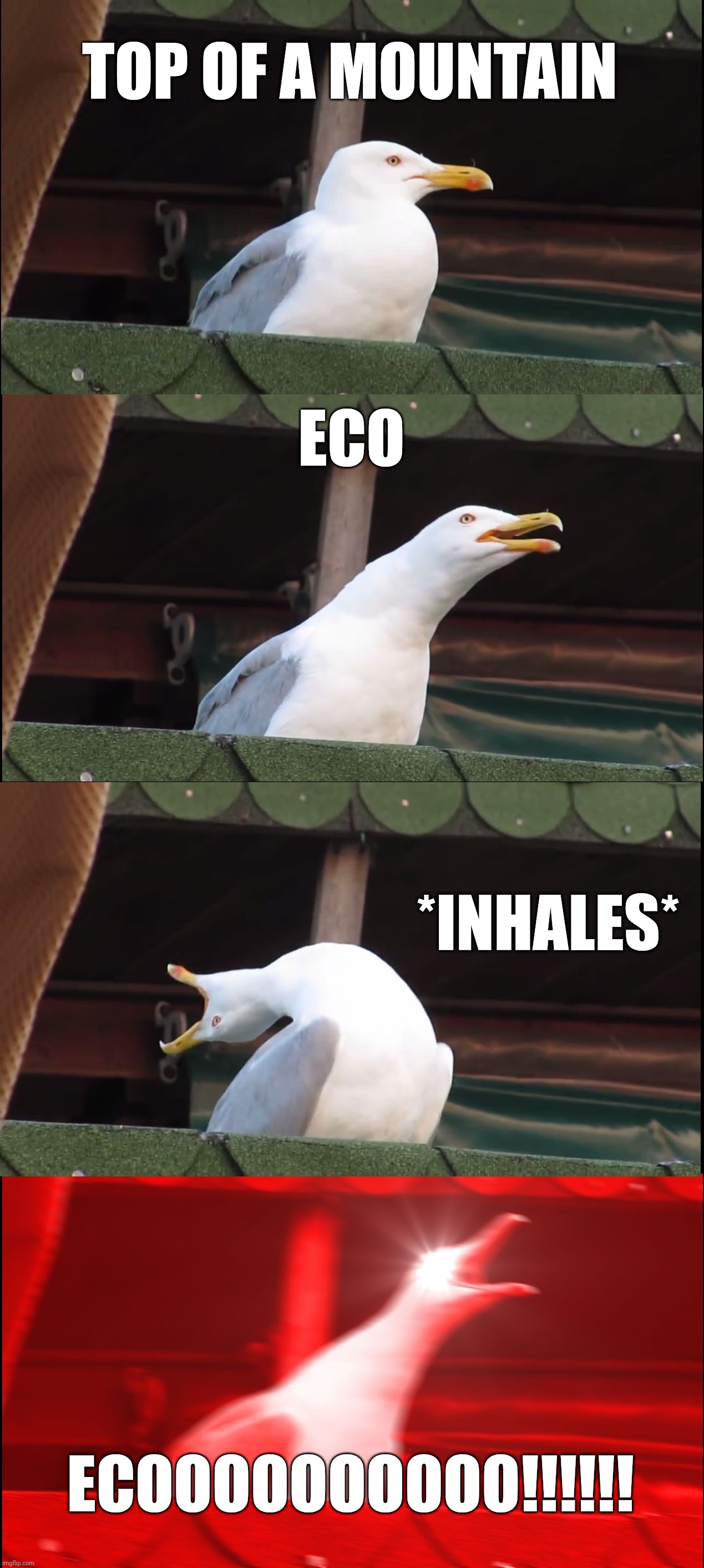 Inhaling Seagull | TOP OF A MOUNTAIN; ECO; *INHALES*; ECOOOOOOOOOO!!!!!! | image tagged in memes,inhaling seagull | made w/ Imgflip meme maker