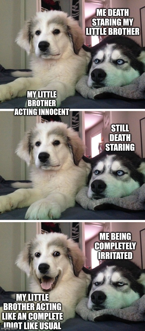 Bad pun dogs | ME DEATH STARING MY LITTLE BROTHER; MY LITTLE BROTHER ACTING INNOCENT; STILL DEATH STARING; ME BEING COMPLETELY IRRITATED; MY LITTLE BROTHER ACTING LIKE AN COMPLETE IDIOT LIKE USUAL | image tagged in bad pun dogs | made w/ Imgflip meme maker
