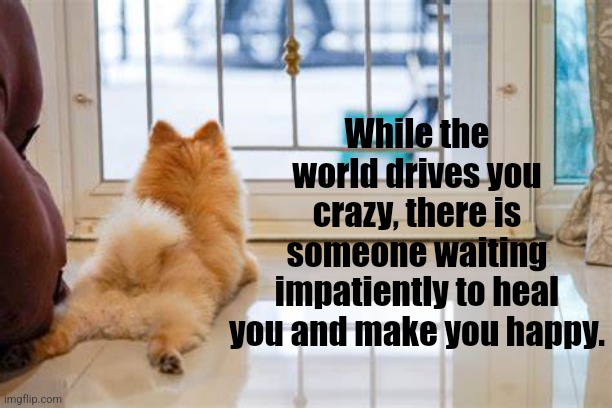 Loyalty Thy Name Is Dog | While the world drives you crazy, there is someone waiting impatiently to heal you and make you happy. | image tagged in dogs | made w/ Imgflip meme maker