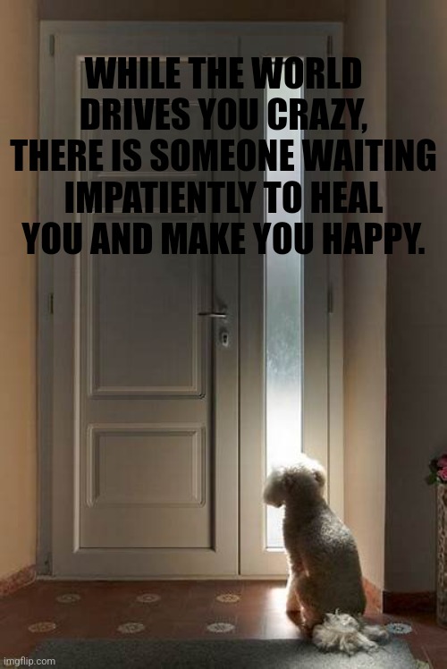 Loyalty Thy Name Is Dog | WHILE THE WORLD DRIVES YOU CRAZY, THERE IS SOMEONE WAITING IMPATIENTLY TO HEAL YOU AND MAKE YOU HAPPY. | image tagged in dogs | made w/ Imgflip meme maker