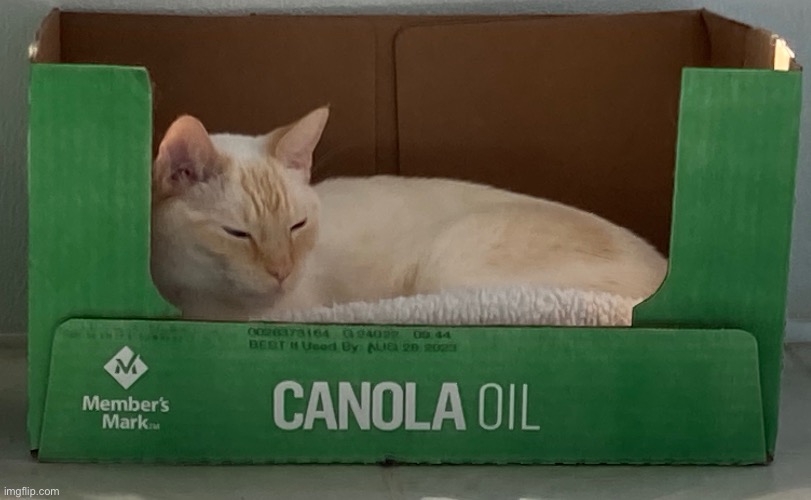 Canola Cat | image tagged in cat,box | made w/ Imgflip meme maker