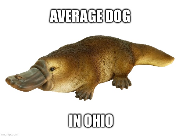 Ohio’s dogs | AVERAGE DOG; IN OHIO | image tagged in funny memes,ohio,ohio state | made w/ Imgflip meme maker