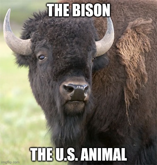 bison | THE BISON THE U.S. ANIMAL | image tagged in bison | made w/ Imgflip meme maker