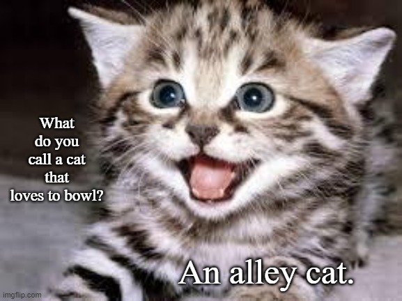 Cat Joke | What do you call a cat that loves to bowl? An alley cat. | image tagged in happy cat,memes,cats | made w/ Imgflip meme maker