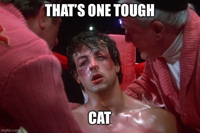 Rocky Balboa Beaten Up | THAT’S ONE TOUGH CAT | image tagged in rocky balboa beaten up | made w/ Imgflip meme maker