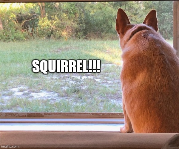 Doing her best squirrel!!! | SQUIRREL!!! | image tagged in squirrel | made w/ Imgflip meme maker