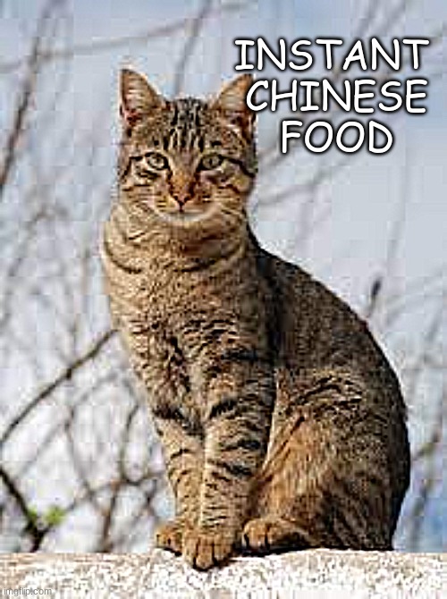 cat | INSTANT 
CHINESE
FOOD | image tagged in cat | made w/ Imgflip meme maker