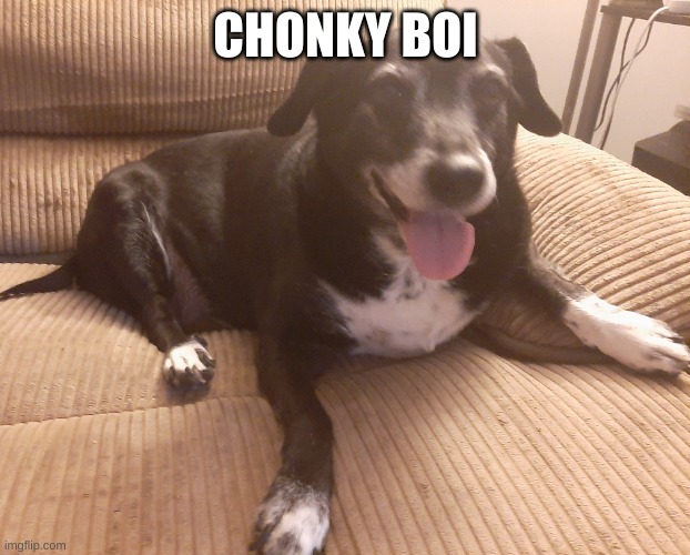 Chonky doge | CHONKY BOI | image tagged in chonky doge | made w/ Imgflip meme maker