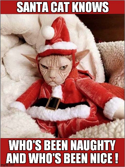 You Better Watch Out ! | SANTA CAT KNOWS; WHO'S BEEN NAUGHTY
AND WHO'S BEEN NICE ! | image tagged in cats,santa,santa naughty list | made w/ Imgflip meme maker