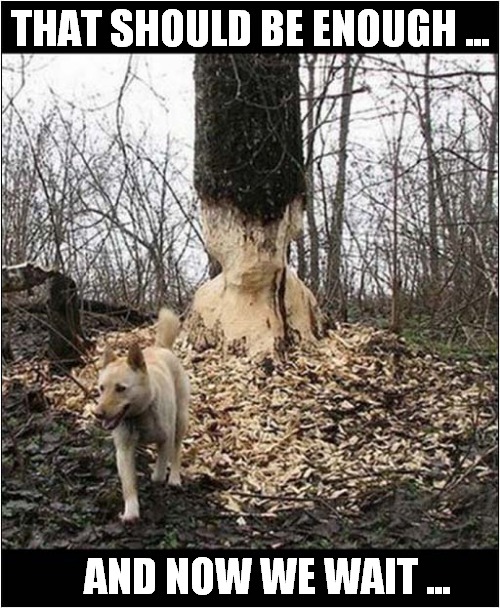 Dog Has Serious Chewing Problem ! | THAT SHOULD BE ENOUGH ... AND NOW WE WAIT ... | image tagged in dogs,chewing,problems,tree | made w/ Imgflip meme maker