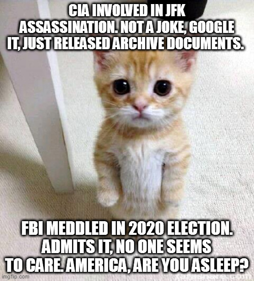 parallel universed states of america | CIA INVOLVED IN JFK ASSASSINATION. NOT A JOKE, GOOGLE IT, JUST RELEASED ARCHIVE DOCUMENTS. FBI MEDDLED IN 2020 ELECTION. ADMITS IT, NO ONE SEEMS TO CARE. AMERICA, ARE YOU ASLEEP? | image tagged in memes,cute cat | made w/ Imgflip meme maker