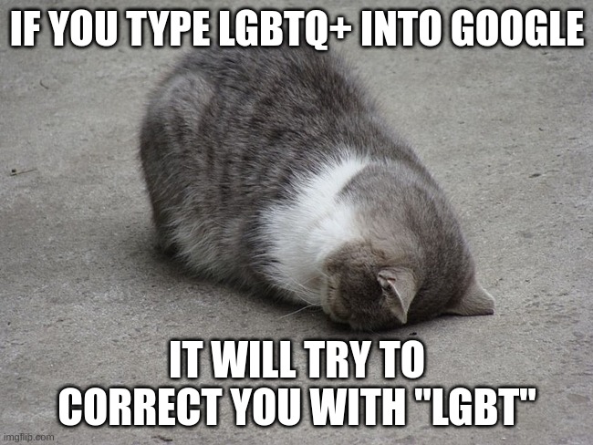Why | IF YOU TYPE LGBTQ+ INTO GOOGLE; IT WILL TRY TO CORRECT YOU WITH "LGBT" | image tagged in face plant cat | made w/ Imgflip meme maker