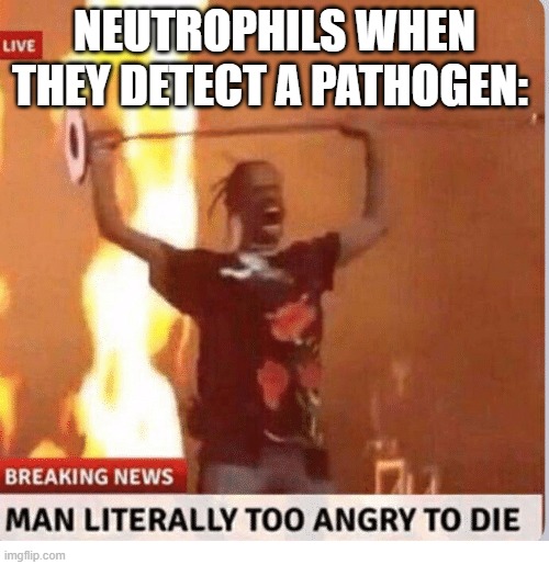 Man too Angry  to die | NEUTROPHILS WHEN THEY DETECT A PATHOGEN: | image tagged in man too angry to die | made w/ Imgflip meme maker