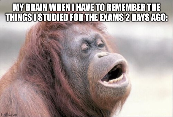 Why does it Keep Forgetting them. | MY BRAIN WHEN I HAVE TO REMEMBER THE THINGS I STUDIED FOR THE EXAMS 2 DAYS AGO: | image tagged in memes,monkey ooh,relatable memes,school,relatable,brain | made w/ Imgflip meme maker