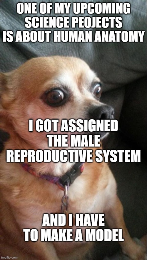 I DONT WANNA MAKE A D*CK I HATE THIS | ONE OF MY UPCOMING SCIENCE PEOJECTS IS ABOUT HUMAN ANATOMY; I GOT ASSIGNED THE MALE REPRODUCTIVE SYSTEM; AND I HAVE TO MAKE A MODEL | image tagged in panic dog,help | made w/ Imgflip meme maker