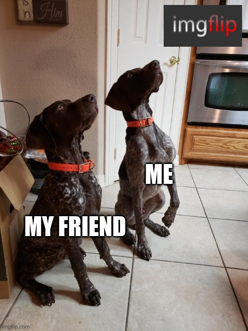 Imgflip | MY FRIEND; ME | image tagged in dogs,imgflip | made w/ Imgflip meme maker