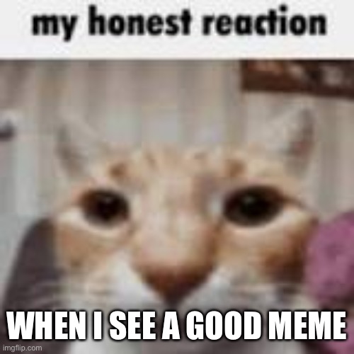 My Honest Reaction | WHEN I SEE A GOOD MEME | image tagged in my honest reaction | made w/ Imgflip meme maker
