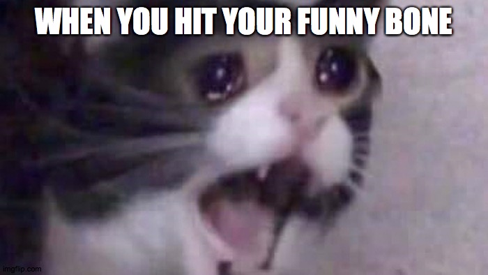screaming cat | WHEN YOU HIT YOUR FUNNY BONE | image tagged in screaming cat | made w/ Imgflip meme maker
