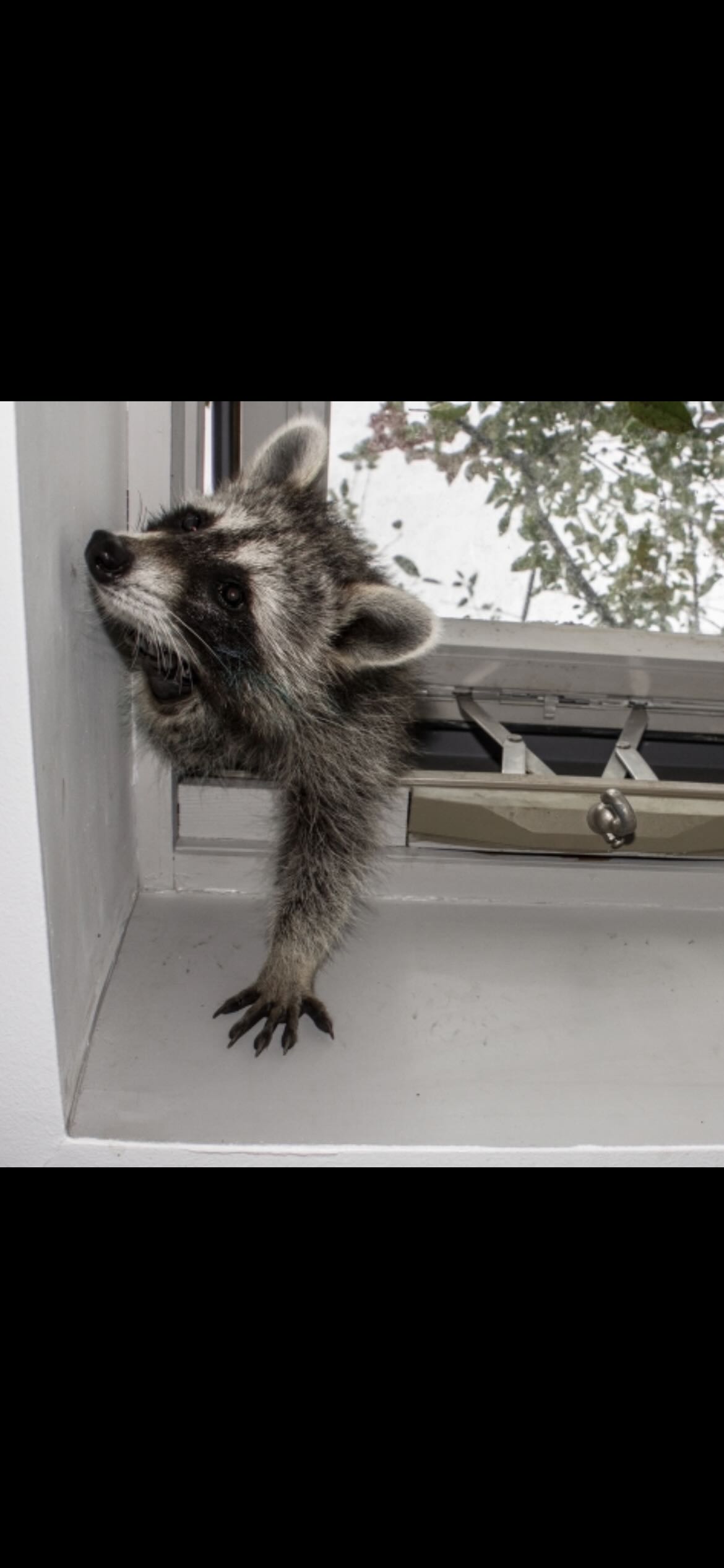 Raccoon break in Blank Meme Template