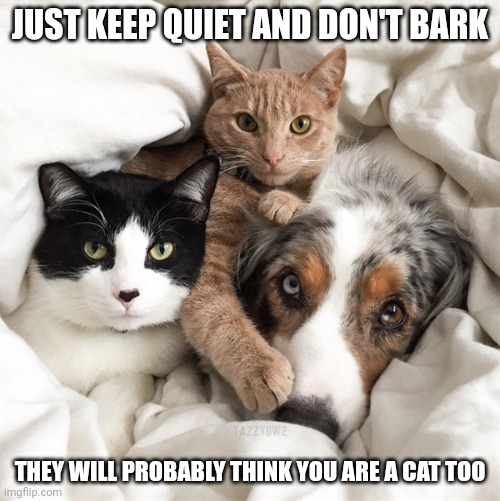 Dog and cats | JUST KEEP QUIET AND DON'T BARK; THEY WILL PROBABLY THINK YOU ARE A CAT TOO | image tagged in dog and cats | made w/ Imgflip meme maker