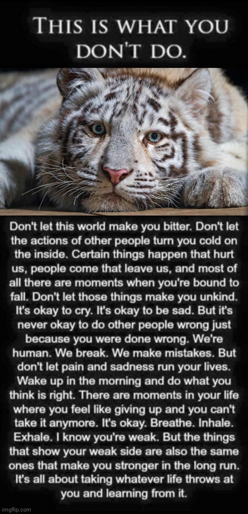 Tiger don't give up | image tagged in tiger,inspirational memes | made w/ Imgflip meme maker