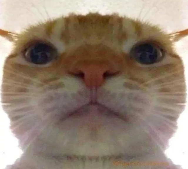 Bruh Face Cat Blank Meme Template