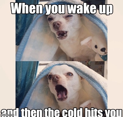 image tagged in dogs | made w/ Imgflip meme maker