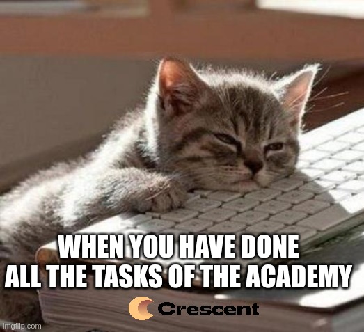 cat | WHEN YOU HAVE DONE ALL THE TASKS OF THE ACADEMY | image tagged in tired cat | made w/ Imgflip meme maker