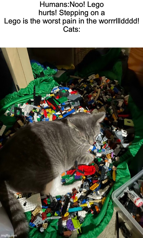 *Chad cat* |  Humans:Noo! Lego hurts! Stepping on a Lego is the worst pain in the worrrllldddd! Cats: | image tagged in lol | made w/ Imgflip meme maker