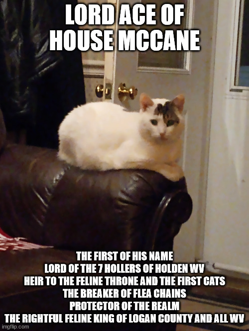 Lord Ace of House McCane | LORD ACE OF HOUSE MCCANE; THE FIRST OF HIS NAME
LORD OF THE 7 HOLLERS OF HOLDEN WV
HEIR TO THE FELINE THRONE AND THE FIRST CATS
THE BREAKER OF FLEA CHAINS
PROTECTOR OF THE REALM
THE RIGHTFUL FELINE KING OF LOGAN COUNTY AND ALL WV | image tagged in funny | made w/ Imgflip meme maker