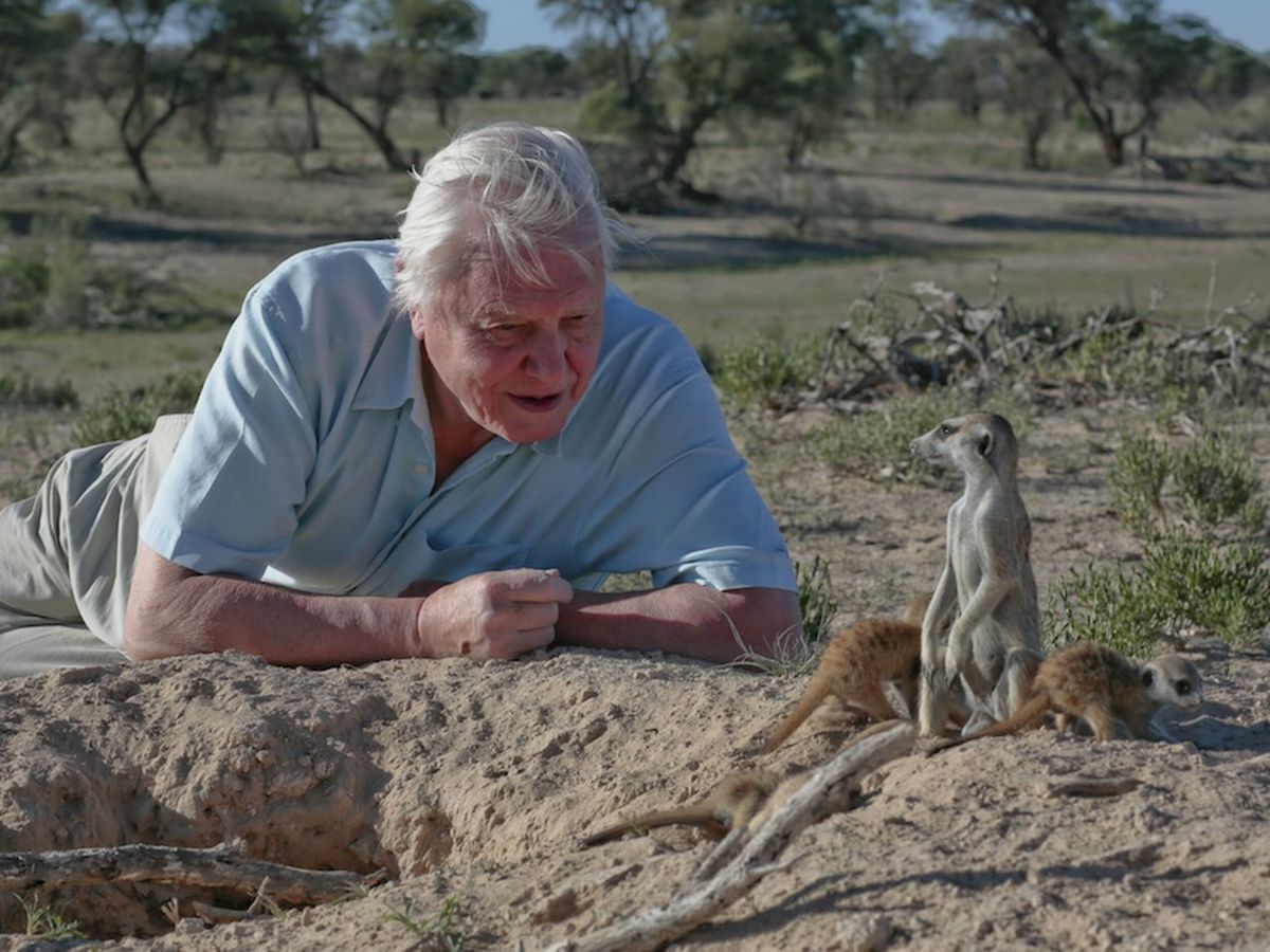 David Attenborough observing wild animal Blank Meme Template