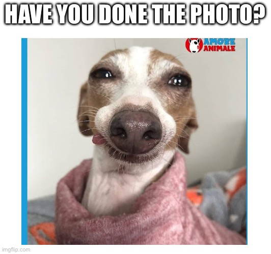 These is a good photographer | HAVE YOU DONE THE PHOTO? | image tagged in funny memes,dog,animals | made w/ Imgflip meme maker