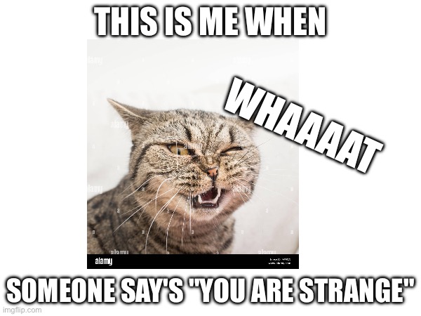 Gg | THIS IS ME WHEN; WHAAAAT; SOMEONE SAY'S "YOU ARE STRANGE" | image tagged in dog,funny memes,strange,chicken nuggets | made w/ Imgflip meme maker