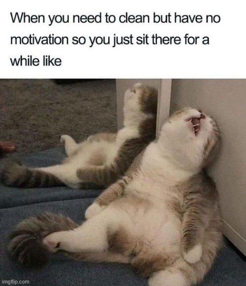 Every time | image tagged in cats | made w/ Imgflip meme maker