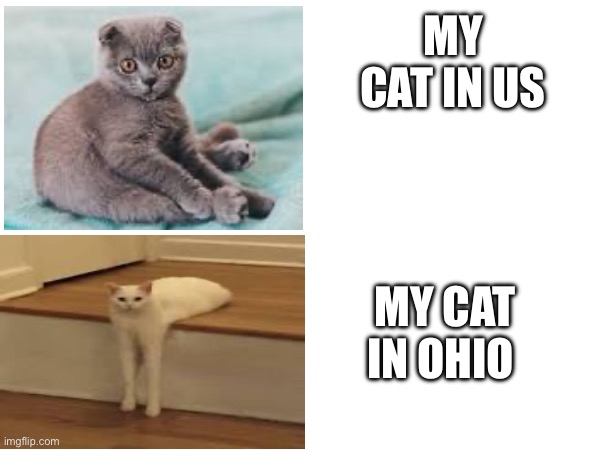 The changes of Ohio | MY CAT IN US; MY CAT IN OHIO | image tagged in memes,ohio,funny memes,funny,cats,animals | made w/ Imgflip meme maker