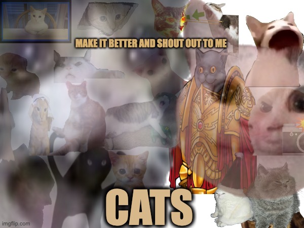 habibi cat Meme Generator - Imgflip